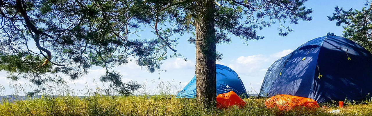 two tents next to tree