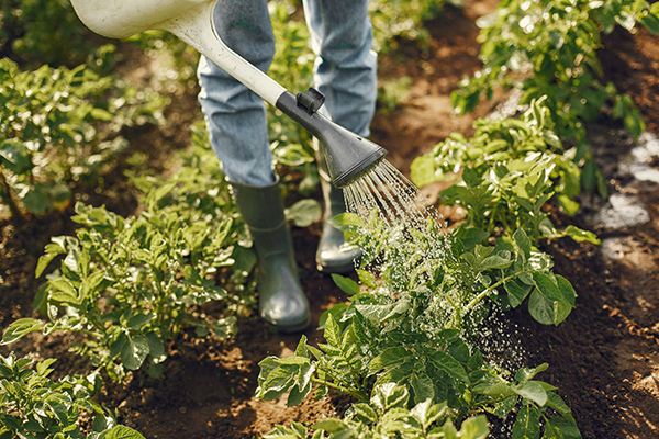 view of growing green vegetables with lower half of person with watering can