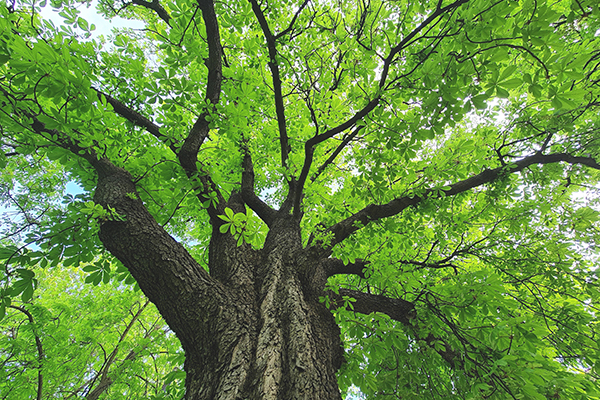 looking up at horse chestnut tree