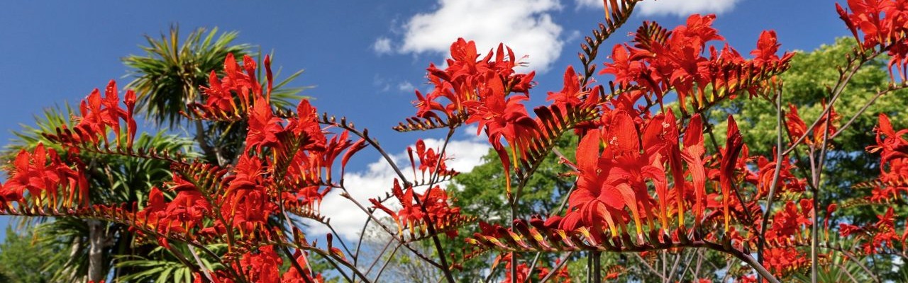 red flowers against blue sky