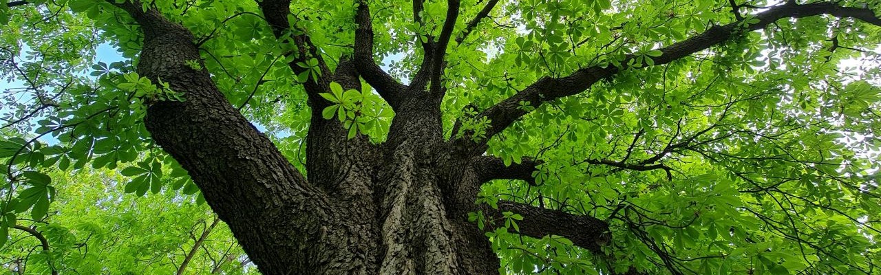 looking up at oak tree