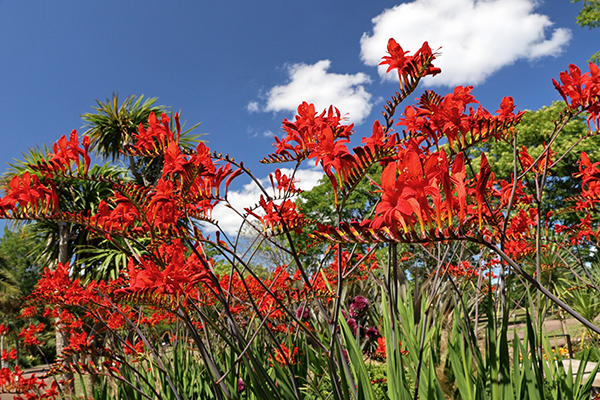 Vibrant red summer floral display